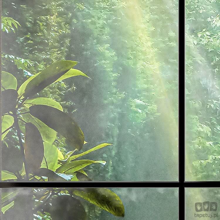 Fototapeta Rainforest X4-1024