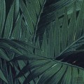 Fototapeta Jungle Night X4-1027