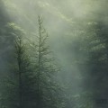 Fototapeta Misty Crowns X7-1003