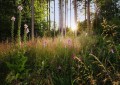 Fototapeta Summer Glade X7-1005
