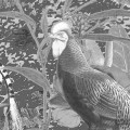 Fototapeta Flora and Fauna X7-1016