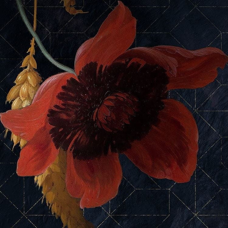 Fototapeta Amsterdam Flowers X7-1044