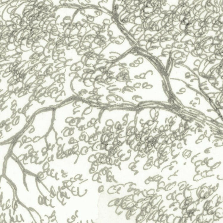 Fototapeta Noble Trees  LJX4-025
