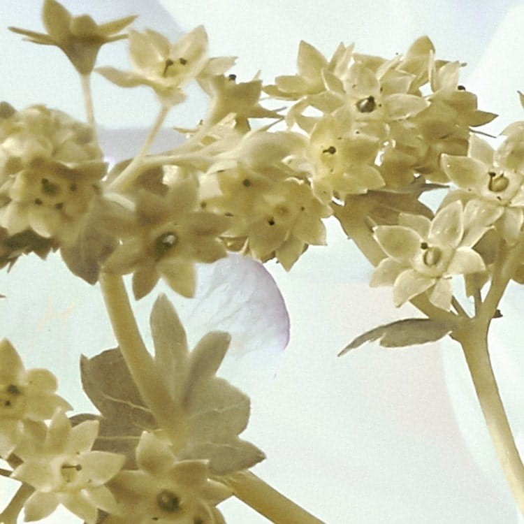 Fototapeta Gentle Bloom LJX4-064