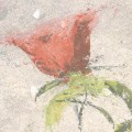 Fototapeta Wall Roses LJX6-038