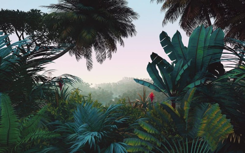 Fototapeta Jungle Morning LJX8-060