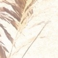 Fototapeta Dune Grass LJX8-063