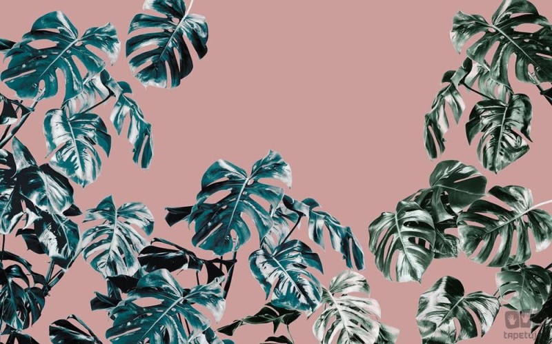 Fototapeta Monstera Rosé P016-VD4