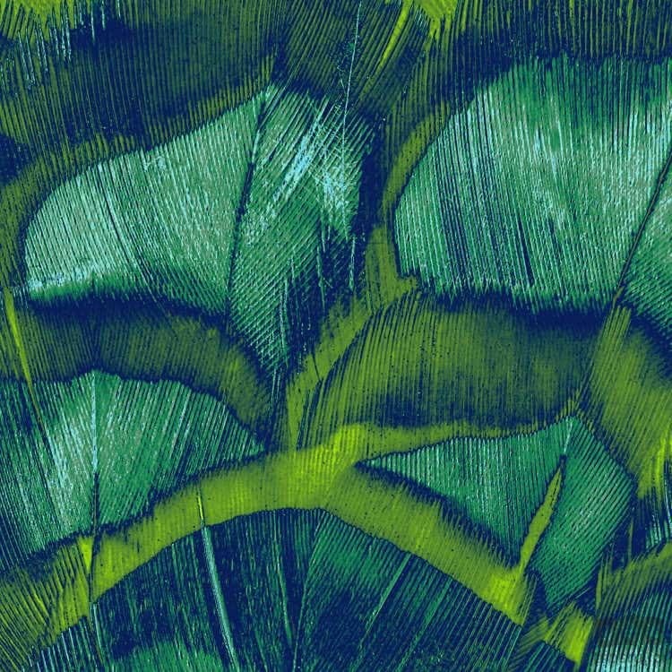 Fototapeta Feathers P019-VD2