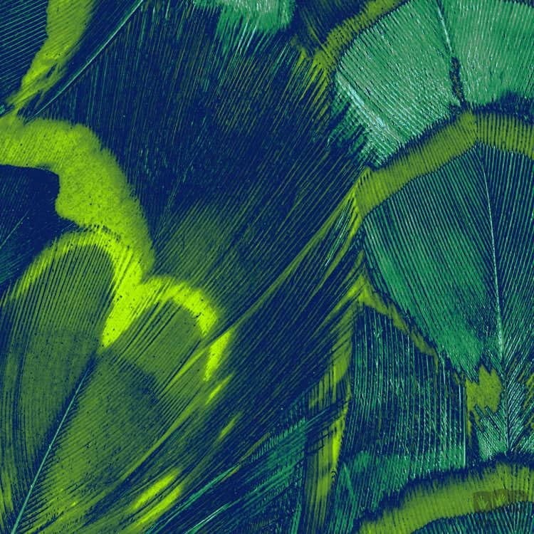 Fototapeta Feathers P019-VD2