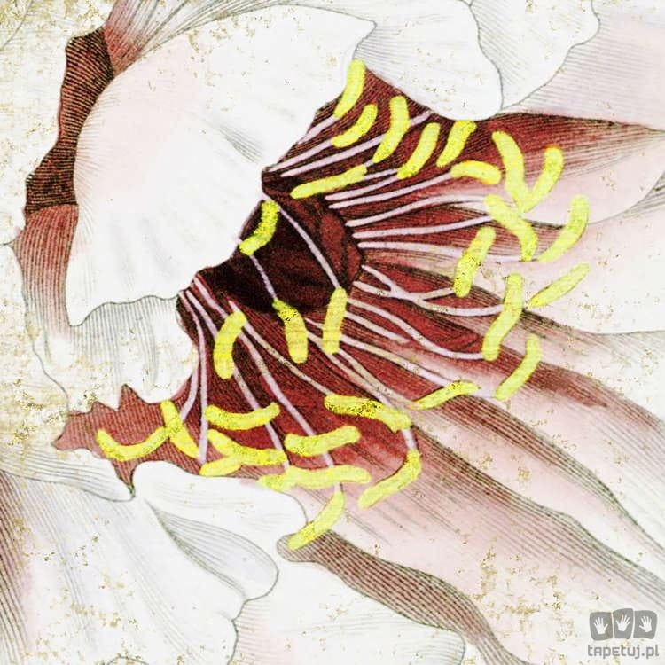 Fototapeta La Rosa P020-VD2