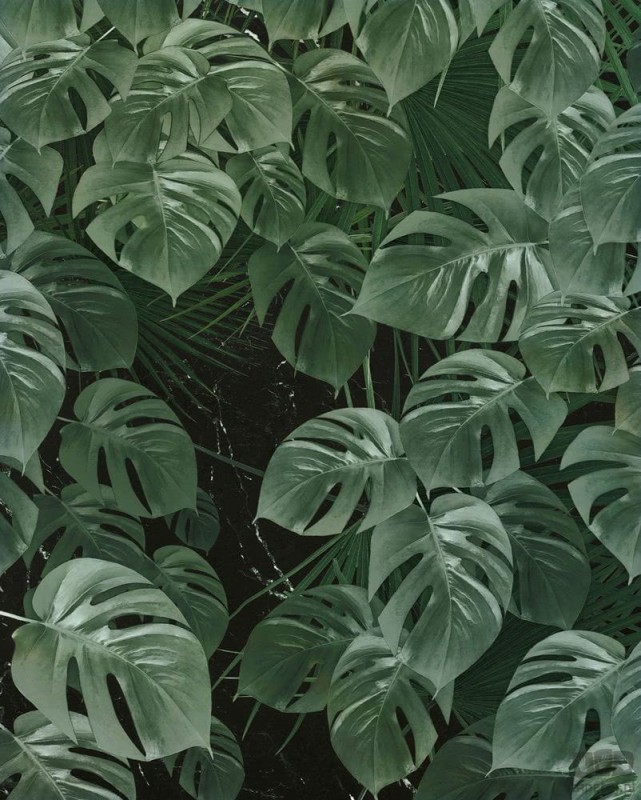 Fototapeta Monstera on Marble P035-VD2