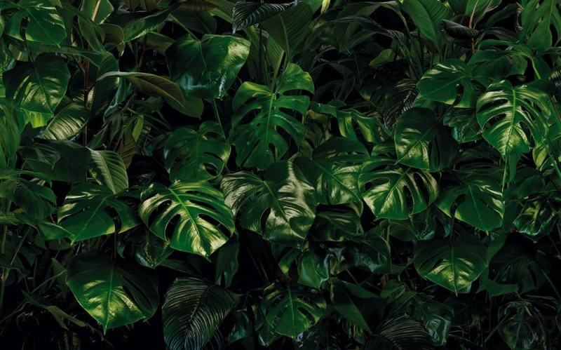Fototapeta Tropical Wall P333-VD4