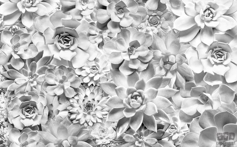 Fototapeta Shades Black and White P962-VD4