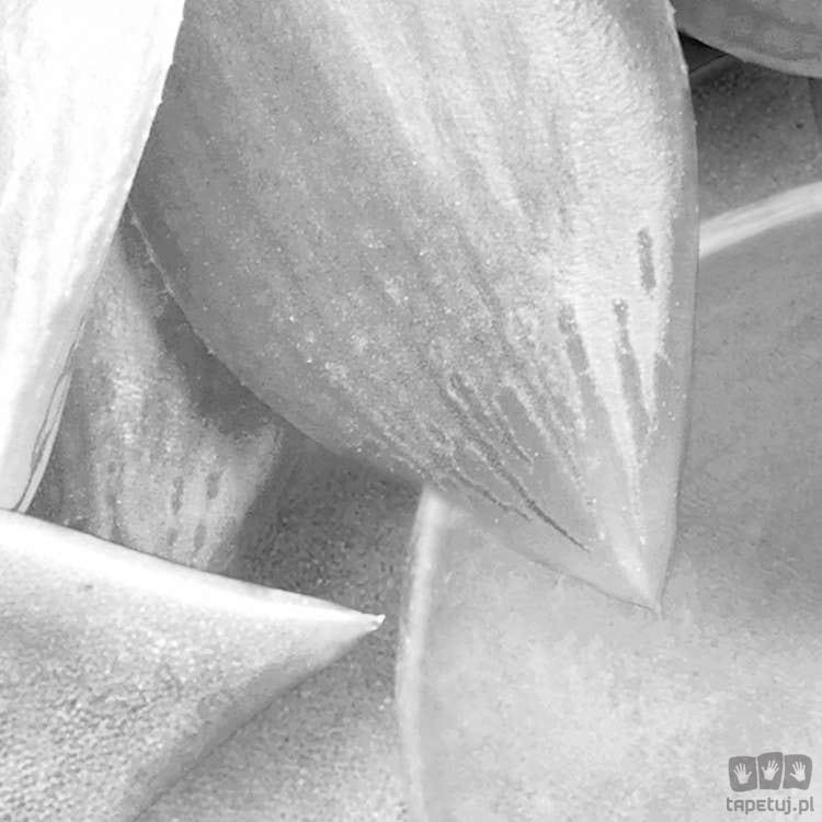 Fototapeta Shades Black and White P962-VD4