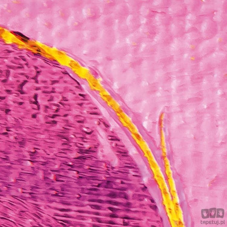 Fototapeta Cells Wrapping PRH-0158