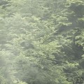 Fototapeta Forest Land PSH061-VD4