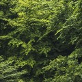 Fototapeta Forest Land PSH061-VD4