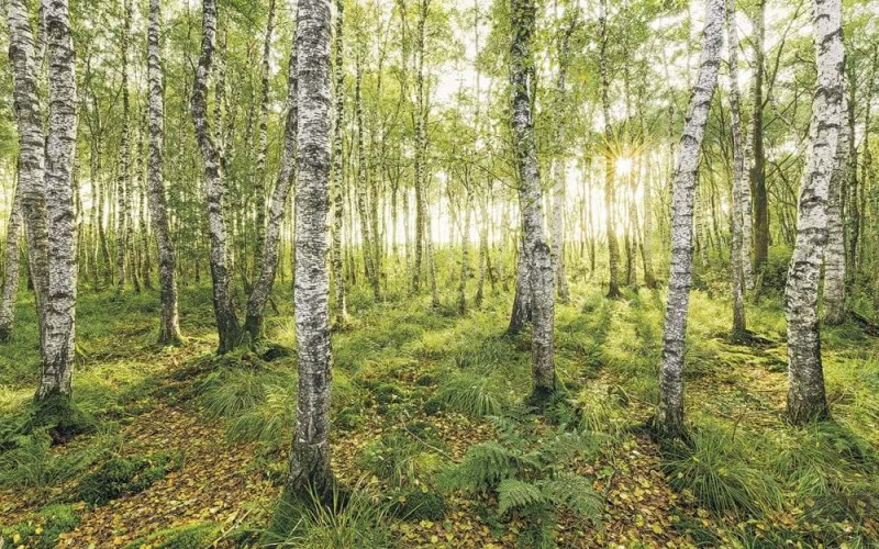 Fototapeta Birch Trees SH043-VD4