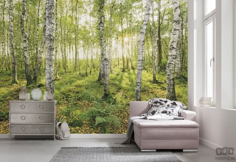 Fototapeta Birch Trees SH043-VD4