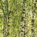 Fototapeta Birch Trees SH043-VD4
