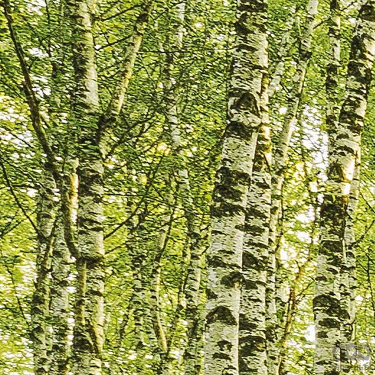 Fototapeta Birch Trees SH043-VD4