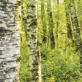 Fototapeta Birch Trees SH043-VD4