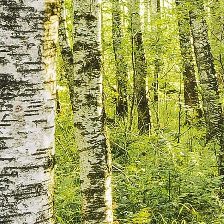 Fototapeta Birch Trees SH043-VD4