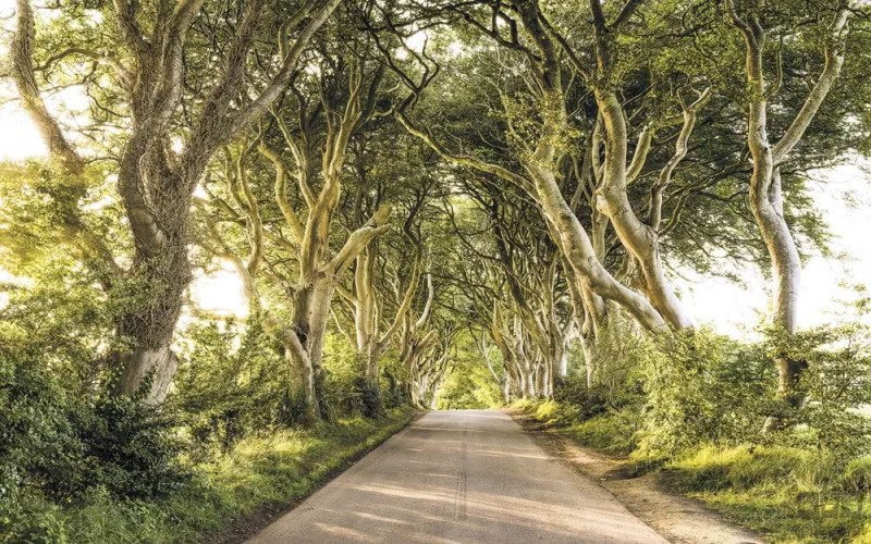 Fototapeta Golden Hedges SH057-VD4