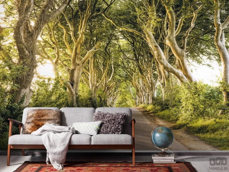 Fototapeta Golden Hedges SH057-VD4