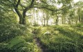 Fototapeta Mystic Path SH045-VD4
