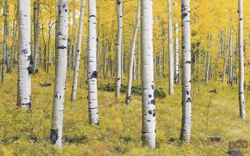 Fototapeta Orange Forest SH069-VD4
