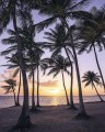 Fototapeta Palmtrees on Beach SH022-VD2