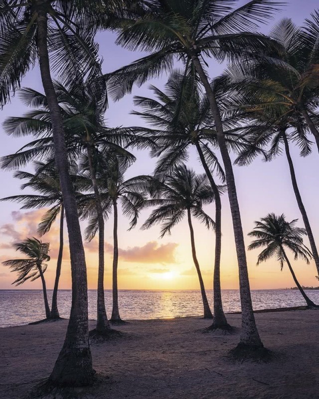 Fototapeta Palmtrees on Beach SH022-VD2