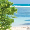 Fototapeta Palmy Beach SH088-VD3