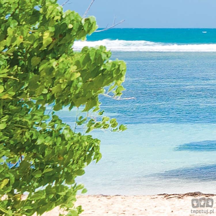 Fototapeta Palmy Beach SH088-VD3