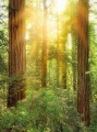 Fototapeta Redwood SH019-VD2