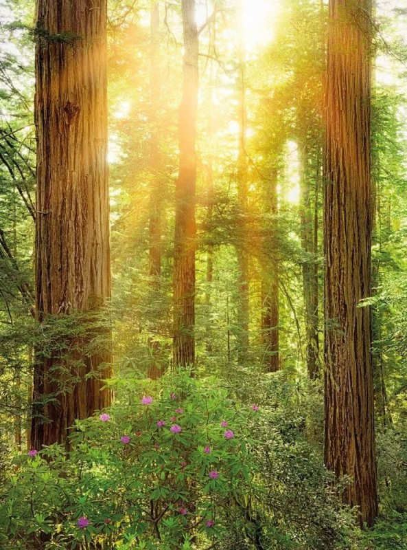 Fototapeta Redwood SH019-VD2
