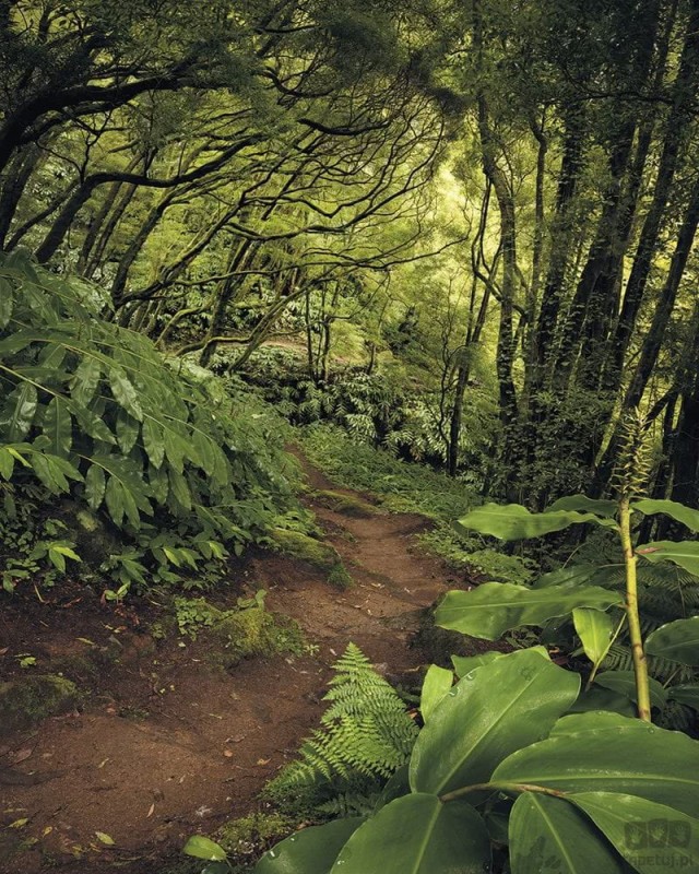 Fototapeta The Path SH029-VD2