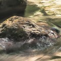 Fototapeta Tranquil Pool SH079-VD4