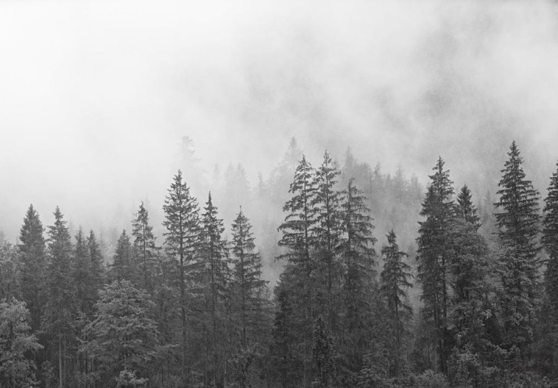 Fototapeta Las we mgle (czarno-biały)