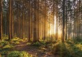 Fototapeta Piękny las w słońcu