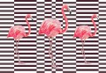 Fototapeta Flamingi