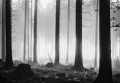 Fototapeta Drzewa