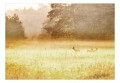 Fototapeta samoprzylepna - Poranna rosa