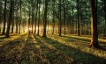 Fototapeta SŁONECZNY LAS 2225
