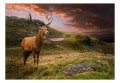 Fototapeta - Jeleń na wzgórzu