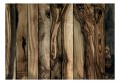 Fototapeta - Drewno oliwne