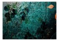 Fototapeta samoprzylepna - Szmaragdowy ogród