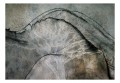 Fototapeta samoprzylepna - Alfabet drzew